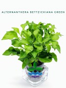 Alternanthera Bettzickiana Green